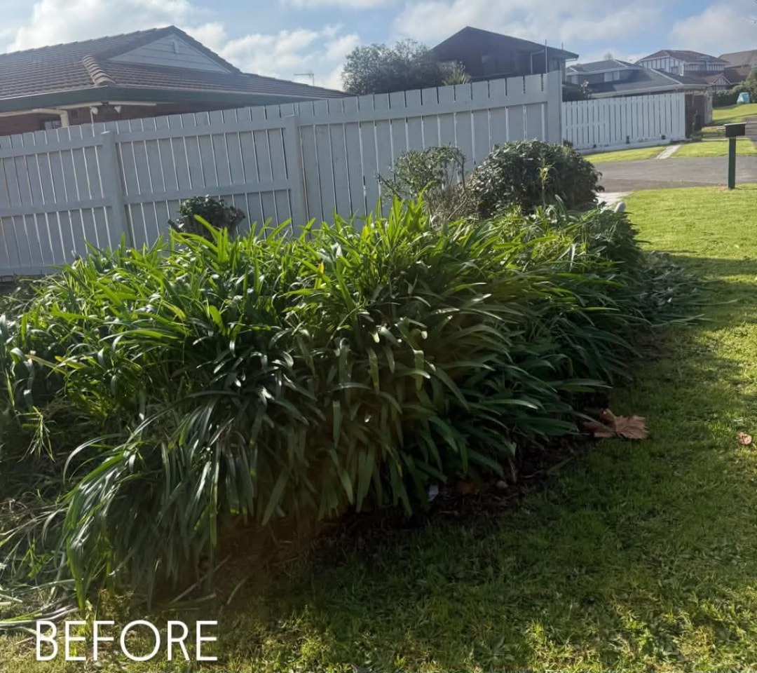 Agapanthus Bed Removal — before lawn care work